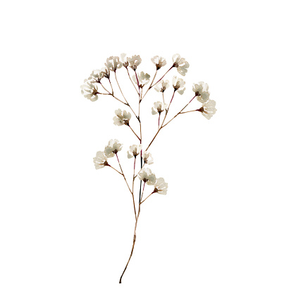 Plant branch with white small flowers, watercolor illustration.