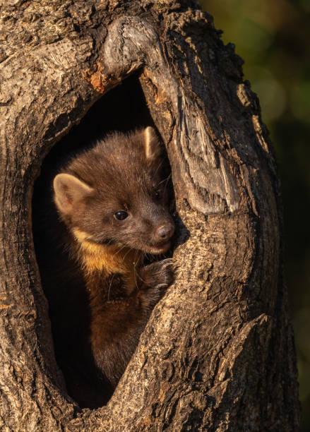 istock European Pine Marten. 1449375382