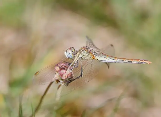 Photo of Red-veined Darter Dragonfly (Sympetrum fonscolombii) Female