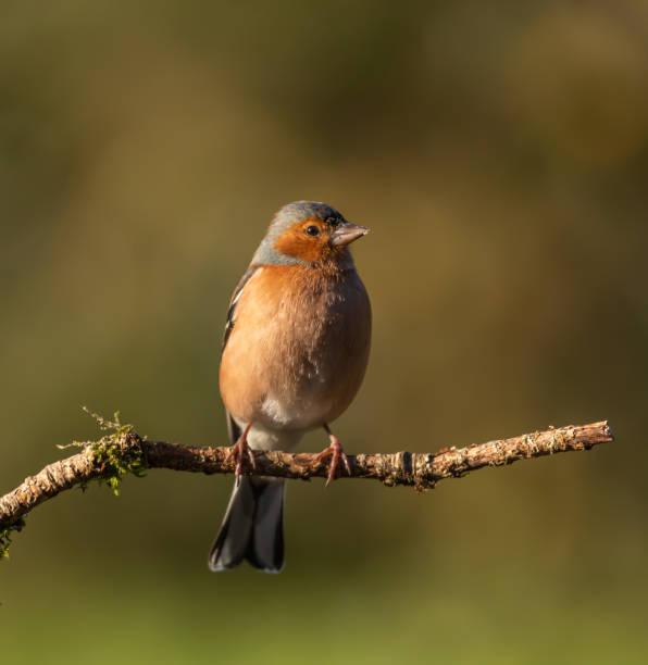 Common Chaffinch Common Chaffinch. Fringilla coelebs. male common chaffinch bird fringilla coelebs stock pictures, royalty-free photos & images