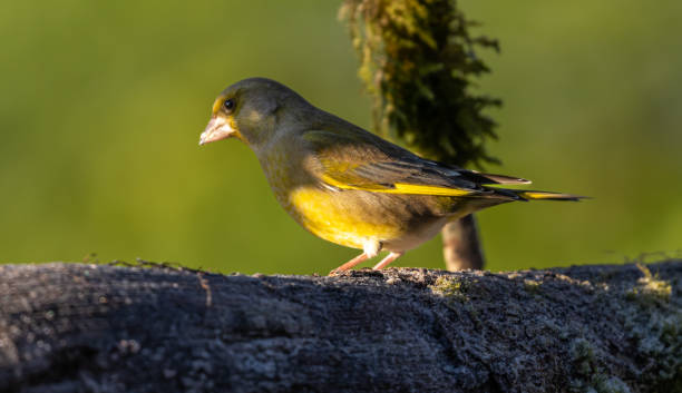 istock European Greenfinch 1449377285