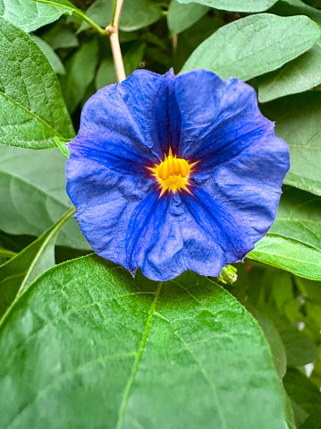 Duranta flower