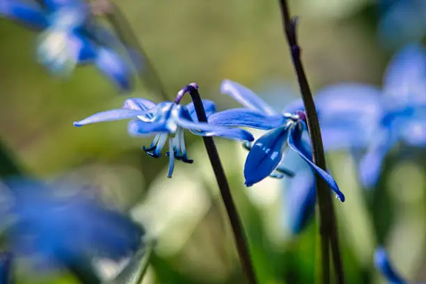 The flower bluestar in a soft light bokeh. nature photo. Flowers image