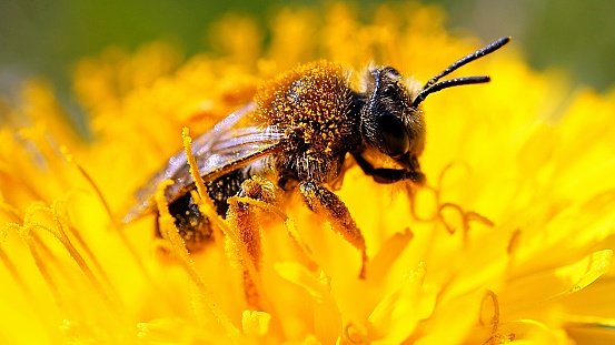 Honey bee collecting pollen in a dandelion flower. Yellow flower. Insect at work. Photo from nature