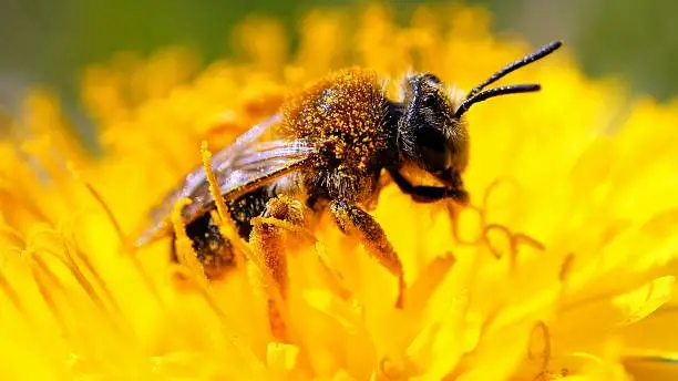 Photo of Honey bee collecting pollen in a dandelion flower. Yellow flower. Insect at work