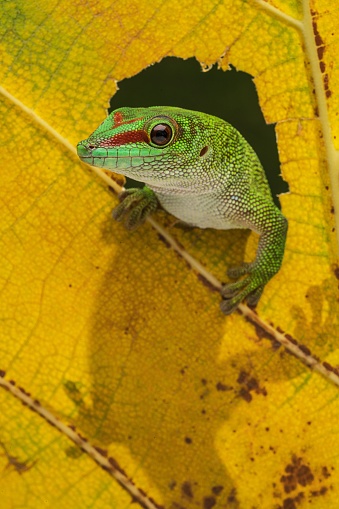 A closeup of a green Giant Day Gecko( Phelsuma grandis ) on yellow autumn leaf