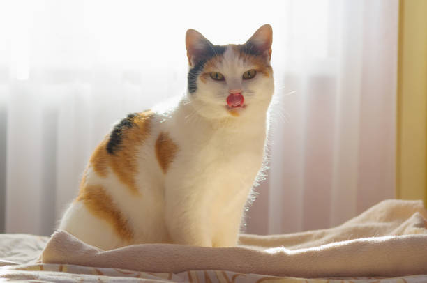 istock Tricolor domestic cat sits on blanket and licks in backlight, selective focus 1449381761