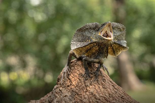 istock Closeup of a frilled-necked lizard resting on tree trunk 1449381875