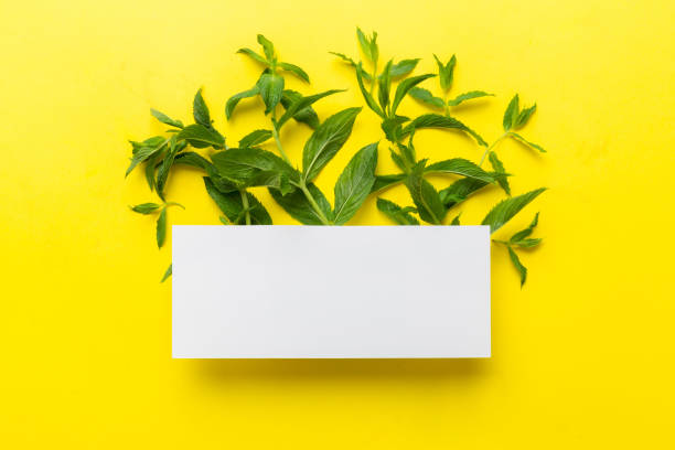 istock Wreath frame made of empty paper blank with space for text and mint leaves on colored background. . Mint Pattern. Flat lay. Top view 1449382909