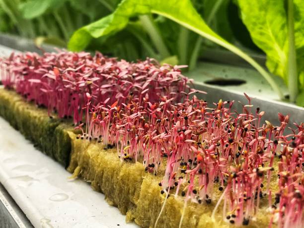wysiew (amaranthus cruentus) szpinak czerwony lub wzrost szpinaku chińskiego metodą hydroponiczną w wełnie mineralnej. - amaranthus cruentus zdjęcia i obrazy z banku zdjęć