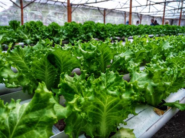 istock Lettuce butterhead ready to harvest 1449383196