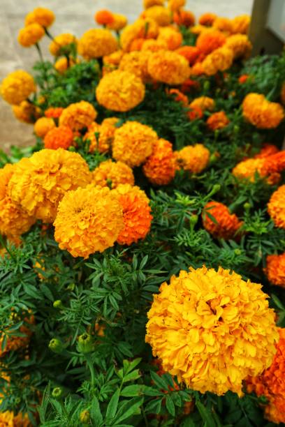 istock Marigold flower Tagetes erecta L., has a bright color dominated by one color, namely bright yellow. 1449384933