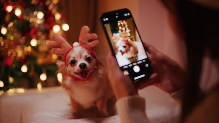 Enjoy dog celebrating christmas and new year winter holiday