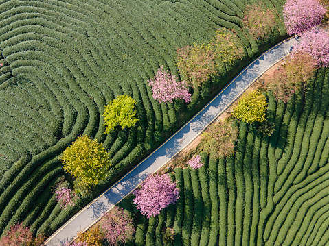 Pink cherry trees are planted on the path in the green tea mountain