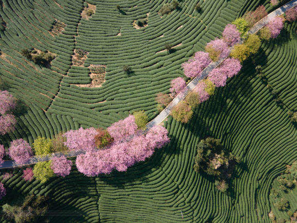 istock Pink cherry trees are planted on the path in the green tea mountain 1449386155