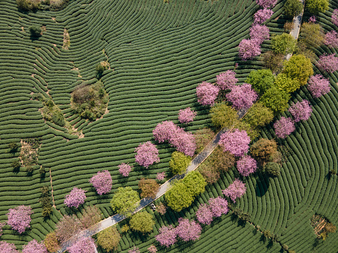 Pink cherry trees are planted on the path in the green tea mountain