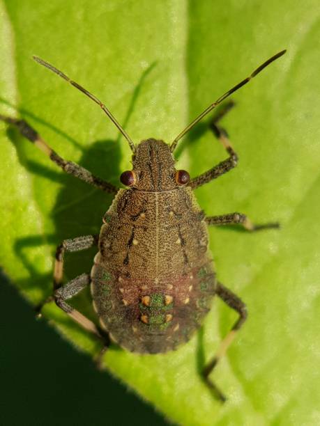istock SPINED FRUIT BUG (Rhynchocoris poseidon) and their larvae injure on citrus in Viet Nam. 1449386468