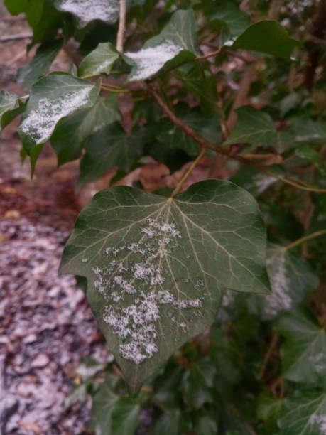istock Snow on leaves in forest 1449388029