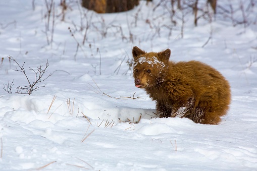 A closeup of a cute brown bear cub on snow. Montana, United States.