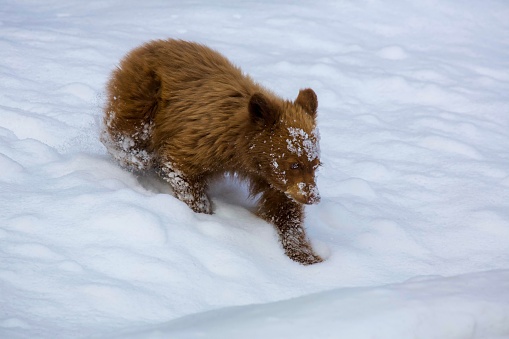 A closeup of a cute brown bear cub walking on snow. Montana, United States.