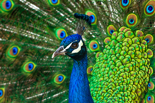 A peacock with unfolded wing