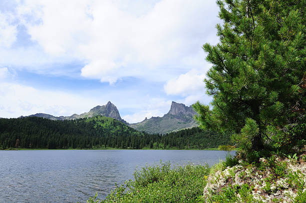 mountain lake (sibirien, ergaki). - schreckhorn uncultivated tree summer stock-fotos und bilder