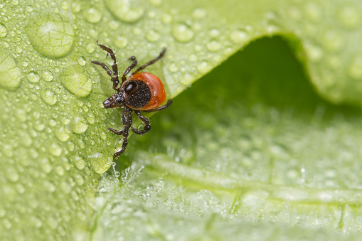 June photo (Uppland, Sweden) with three Castor bean ticks (Ixodes ricinus). The reddish female is just over 3 mm long. The darker male is slightly shorter. The nymph is about 2 mm