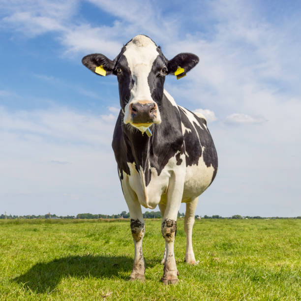 Cute cow standing full length in front view, milk cattle black and white, Holstein cattle, a blue sky and horizon over land in the Netherlands stock photo