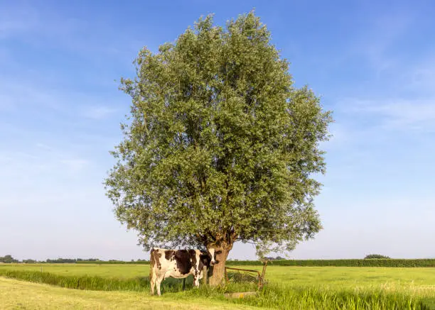 Cute cow under a tree in a field, eveningsun bright at sunset