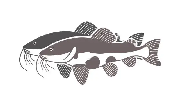 Vector illustration of Redtail catfish logo. Isolated redtail catfish on white background