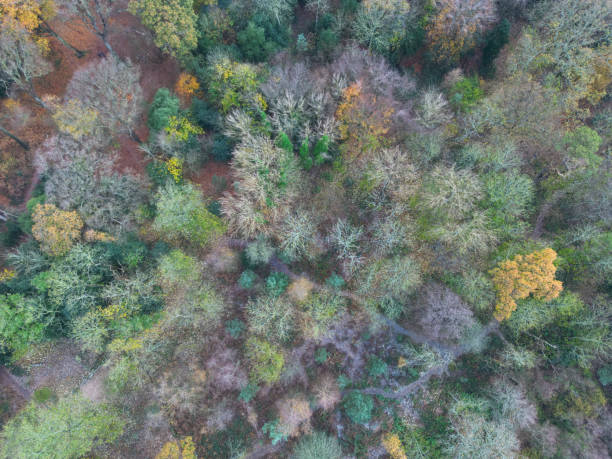 istock Aerial view of winter trees and footpaths. 1449391542