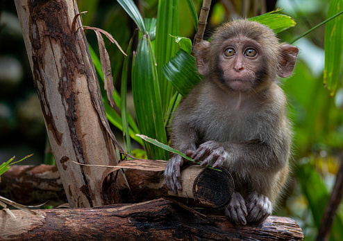 Wild baby pig-tailed macaque in the tropical paradise of Da Nang, Vietnam in Southeast Asia.