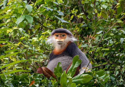 Wild Red-Shanked Douc Langur in the tropical paradise of Da Nang, Vietnam in Southeast Asia.