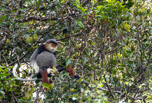 Wild Red-Shanked Douc Langur in the tropical paradise of Da Nang, Vietnam in Southeast Asia.