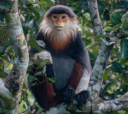 istock Wild Brightly-Colored Red-Shanked Douc Langur in the Tropical Paradise of Da Nang, Vietnam in Southeast Asia 1449391752