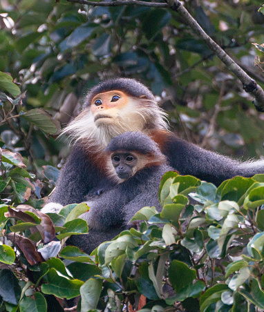 Wild Red-Shanked Douc Langur mother and baby in the tropical paradise of Da Nang, Vietnam in Southeast Asia.