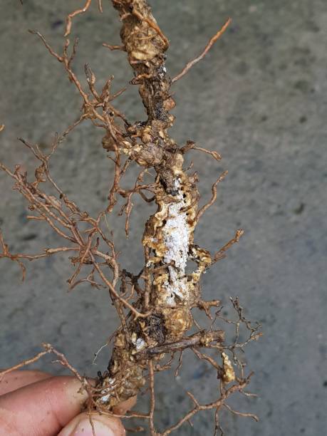 istock Root Mealybug insect attack on citrusroot in Viet Nam. 1449391791