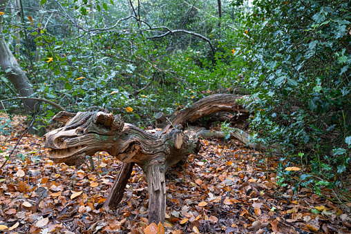 Life size wood carving of a dragon, carved with a large tree branch. Located in a nature reserve.