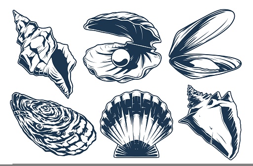 Sea shells set monochrome elements beautiful underwater mollusks in strong hull in open and closed state vector illustration