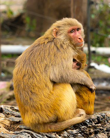 This mother-child duo of Rhesus macaque was captured at CTR. This bond is the purest and unconditional form of love on this planet.
.
.
#photogram #photography #photographer #wildlife #wildlifeonearth #wildlifephotography #wildlifeplanet #wildlifeofinstagram #wildlife_perfection #canon #canon_photos #ssptalenthunt #travelgram #travel #travelling #animals #animalphotography #natgeowild #canonphotography #monkey #natgeoyourlens #natgeoindia #rhesusmacaque #CorbettNationalPark #canonindia #canonindiaoffical #canonindia_official #animalsofinstagram #wildlifeconservation #bhfyp #yourshotphotographer