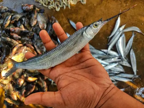 single needle fish strogylura halfbeak fish in hand