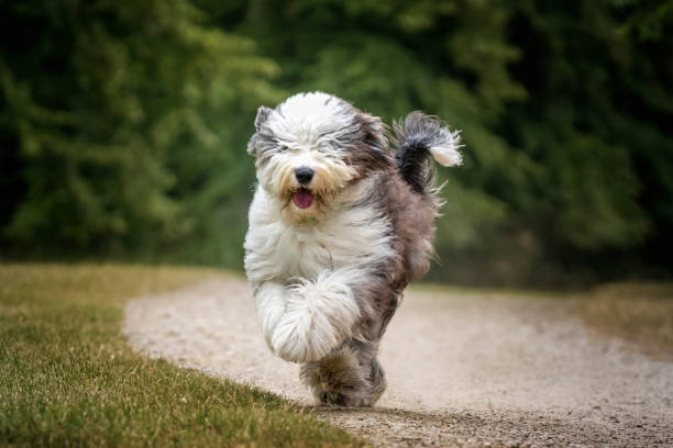 istock Old English Sheepdog running towards the camera 1449395505