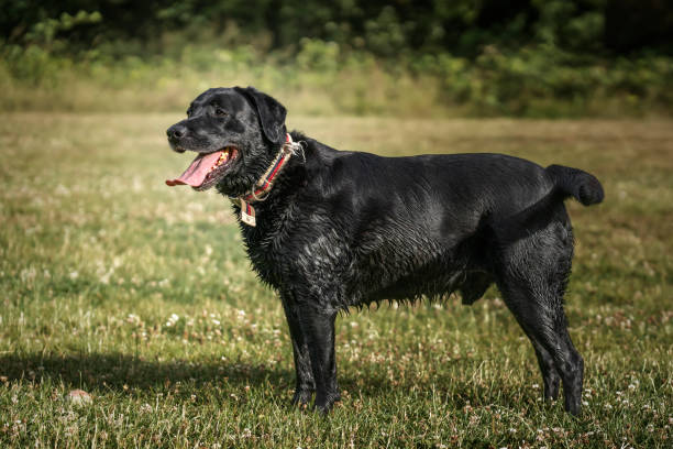 istock Black Labrador standing in a field looking to the left 1449395618