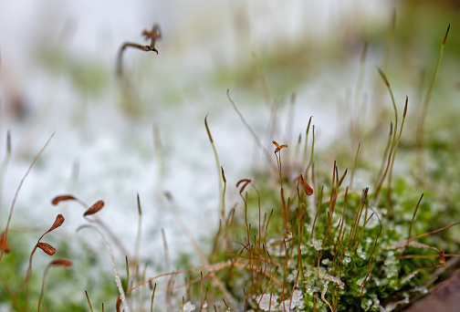 December 2022: Close-up of green moss Tortula Muralis with spores in winter