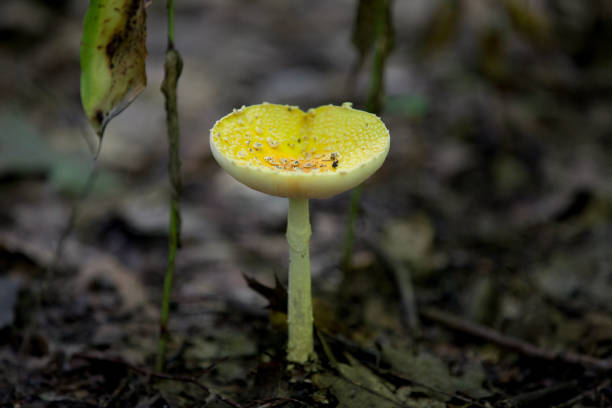 istock Mushrooms beside a hiking trail in Ontario. 1449396749