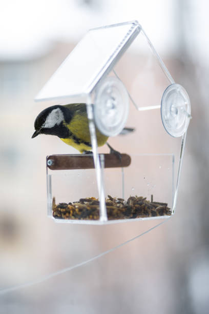 Tit in a bird feeder