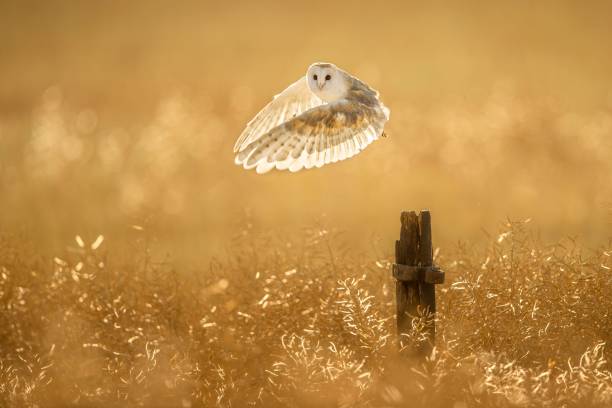 istock Beautiful view of a Barn owl flying 1449403246