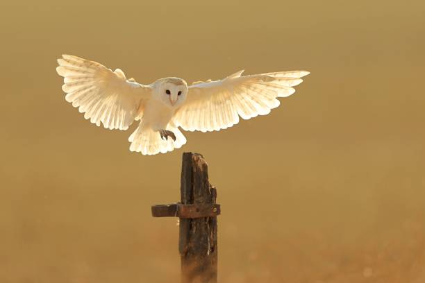 istock Beautiful view of a Barn owl flying 1449403247