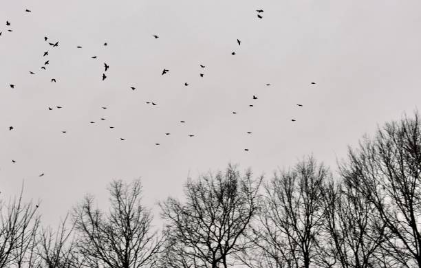 istock The Winter Trees and Birds 1449407356