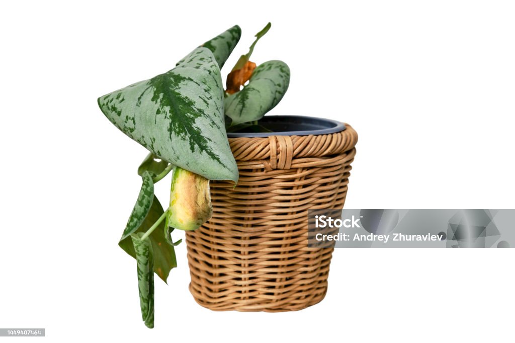Wilted plants with yellow leafs in a pot, isolated on a white background. Dried flower in a flowerpot for indoor plants, isolated on a white background. Scindapsus pictus trebie or silver vine Houseplant Stock Photo